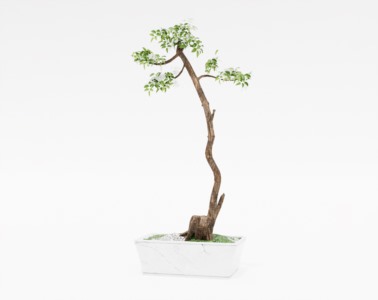 盆景植物SketchUp草图大师SU模型下载075