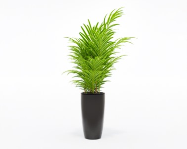 盆栽植物SketchUp草图大师模型下载155