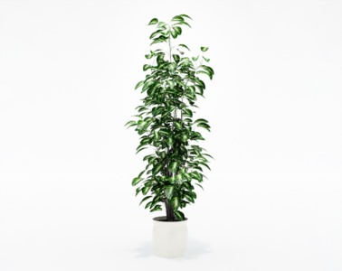 盆栽植物SketchUp草图大师模型下载312