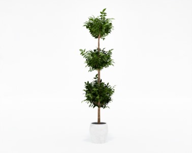 盆栽植物SketchUp草图大师模型下载313