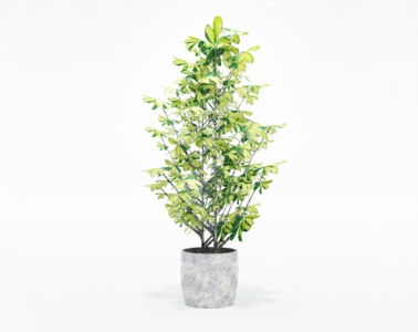 盆栽植物SketchUp草图大师模型下载470