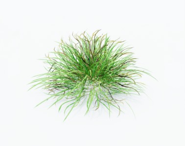 小草植物SketchUp草图大师SU模型下载069