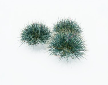 小草植物SketchUp草图大师SU模型下载072