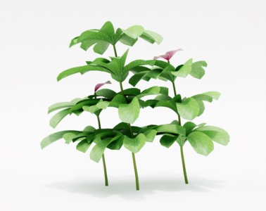 花草植物SketchUp草图大师SU模型下载043