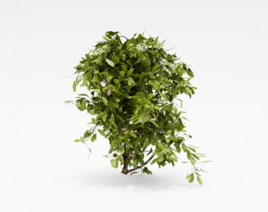 灌木植物SketchUp草图大师SU模型下载001