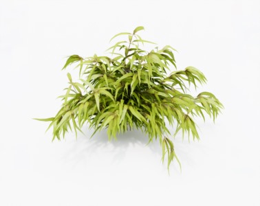灌木植物SketchUp草图大师SU模型下载009