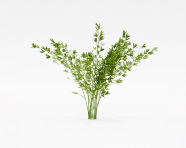 灌木植物SketchUp草图大师SU模型下载010