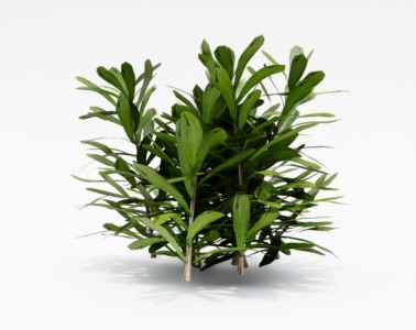 灌木植物SketchUp草图大师SU模型下载012
