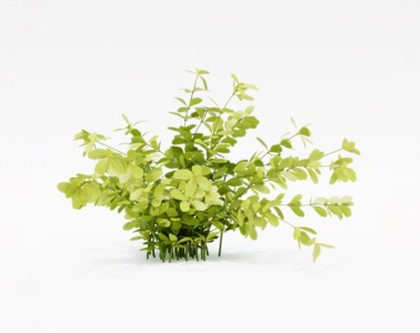 灌木植物SketchUp草图大师SU模型下载020