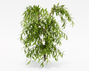 灌木植物SketchUp草图大师SU模型下载027