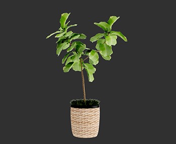 盆栽植物SketchUp草图大师SU模型下载0024