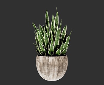 盆栽植物SketchUp草图大师SU模型下载0206