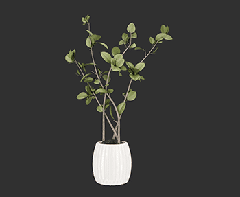 盆栽植物SketchUp草图大师SU模型下载202408172