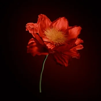 blender电商工程场景ID60502红色鲜花盛开Blender模型资产